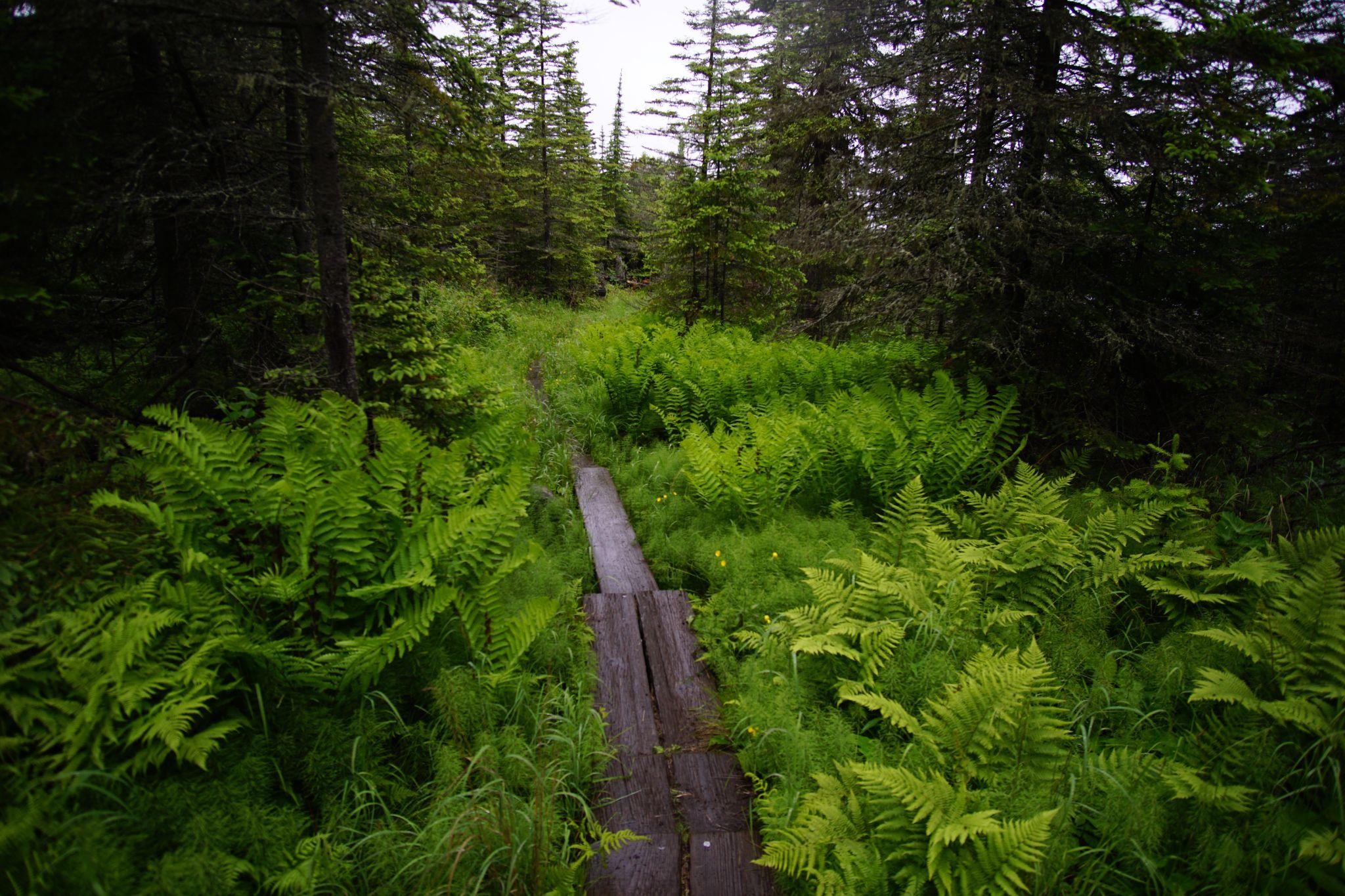 Wooden Planks on Greenstone Trail