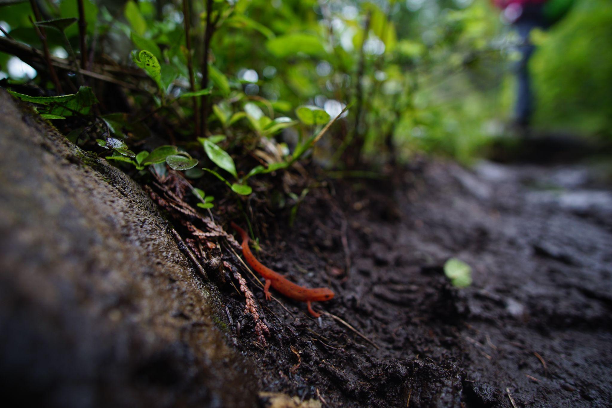 Red Eft on Isle Royale Trail