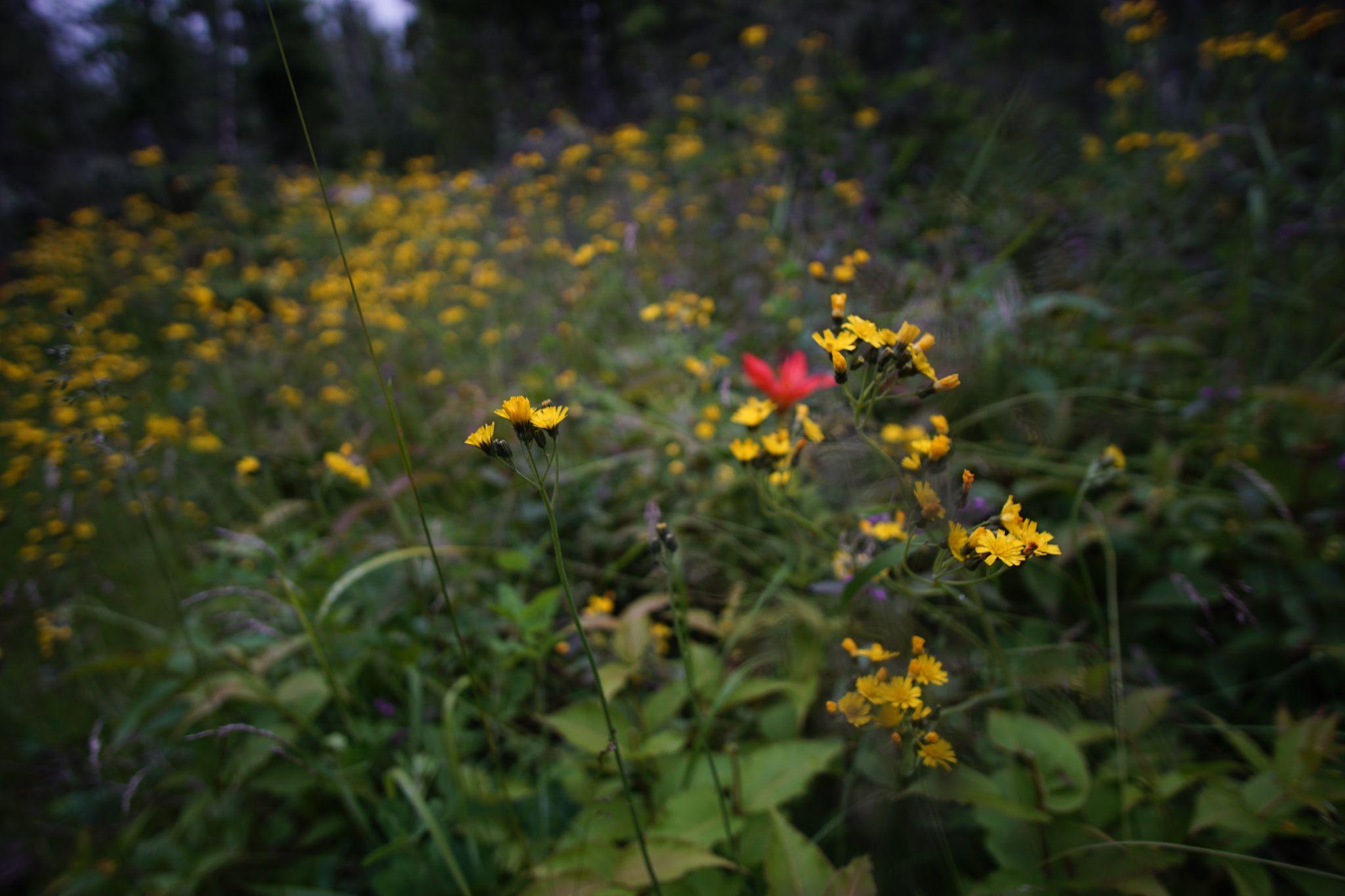 Blooming Packera insulae-regalis - a species unique to Isle Royale