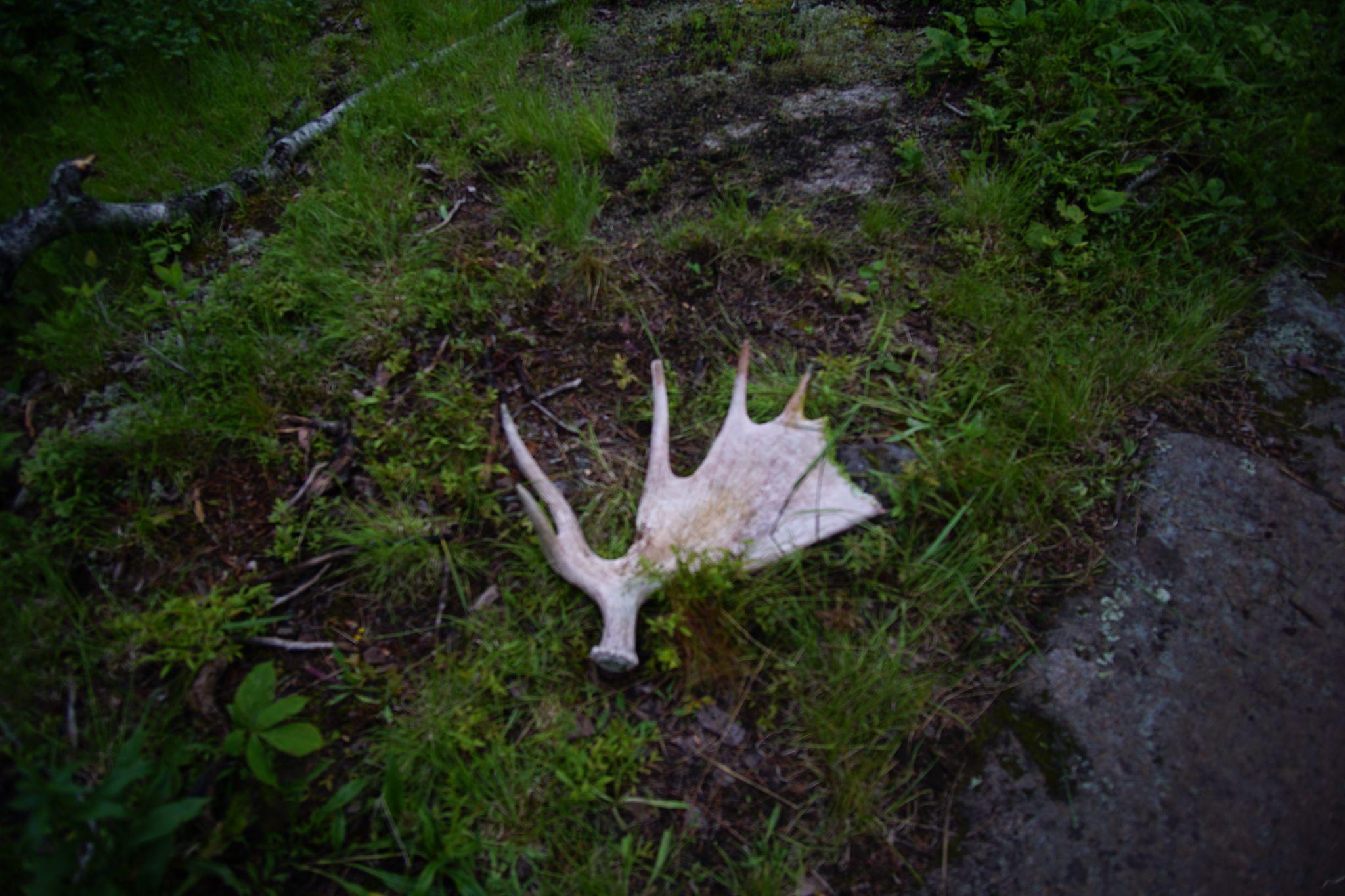 Moose Antler on Isle Royale