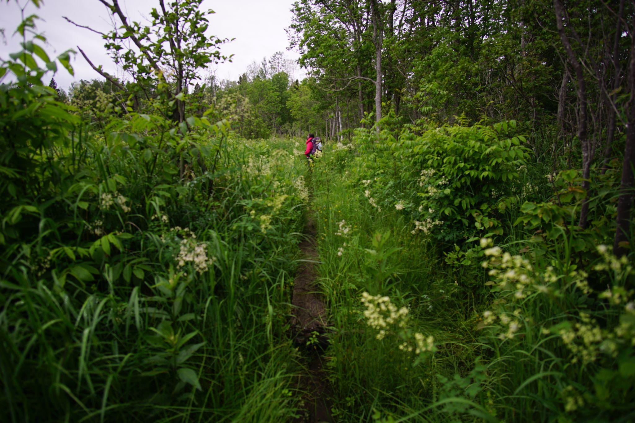 Adoration of Littoral Zone at Chickenbone Lake