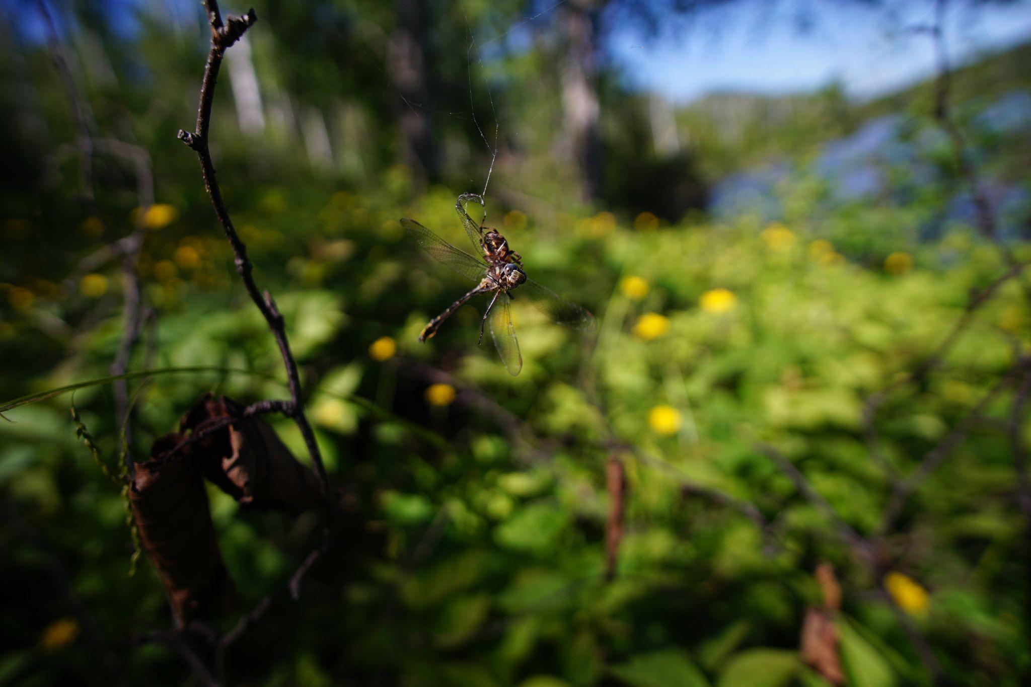Dragonfly Meets Spider