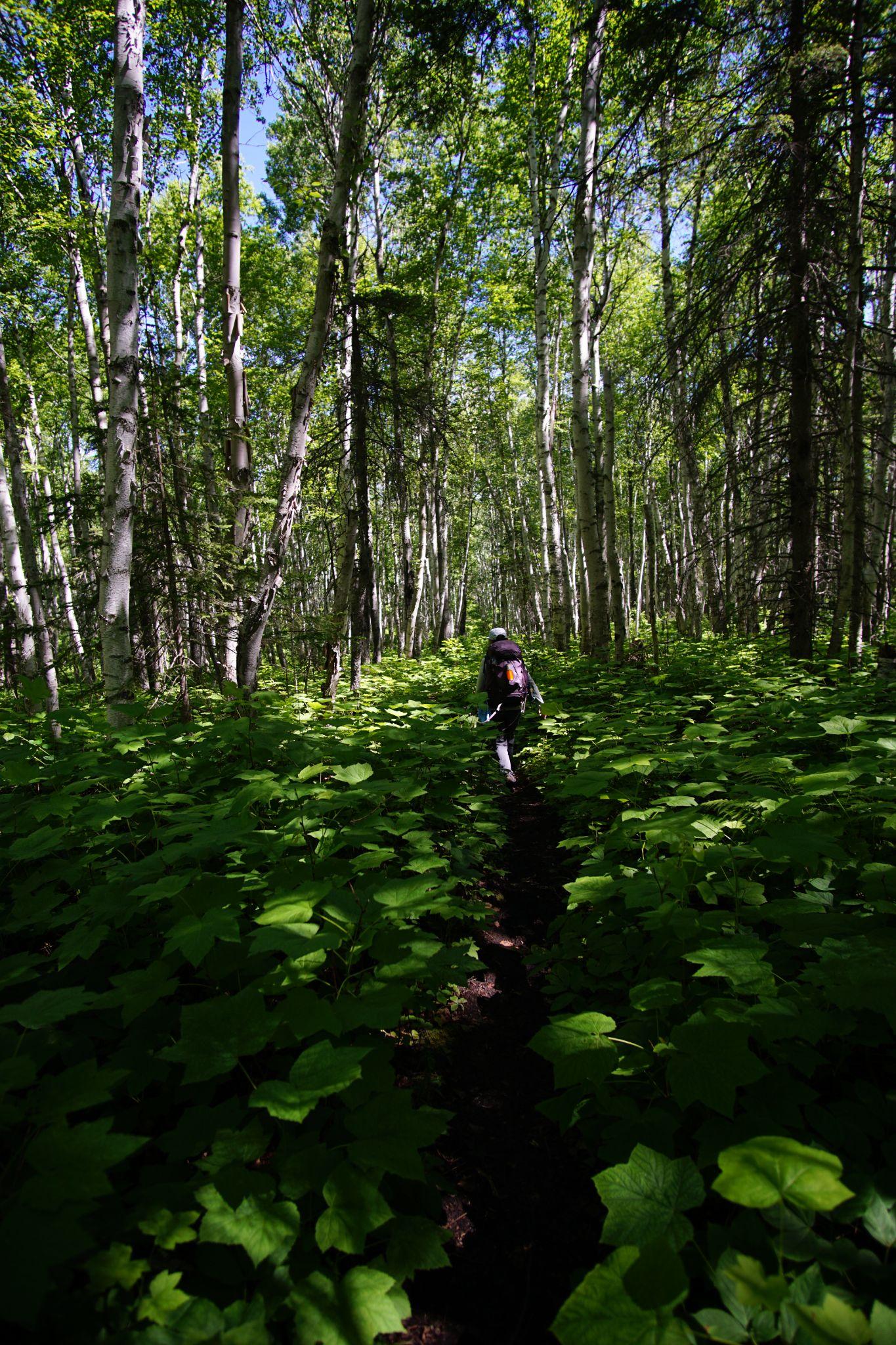 Beech Forest on Isle Royale