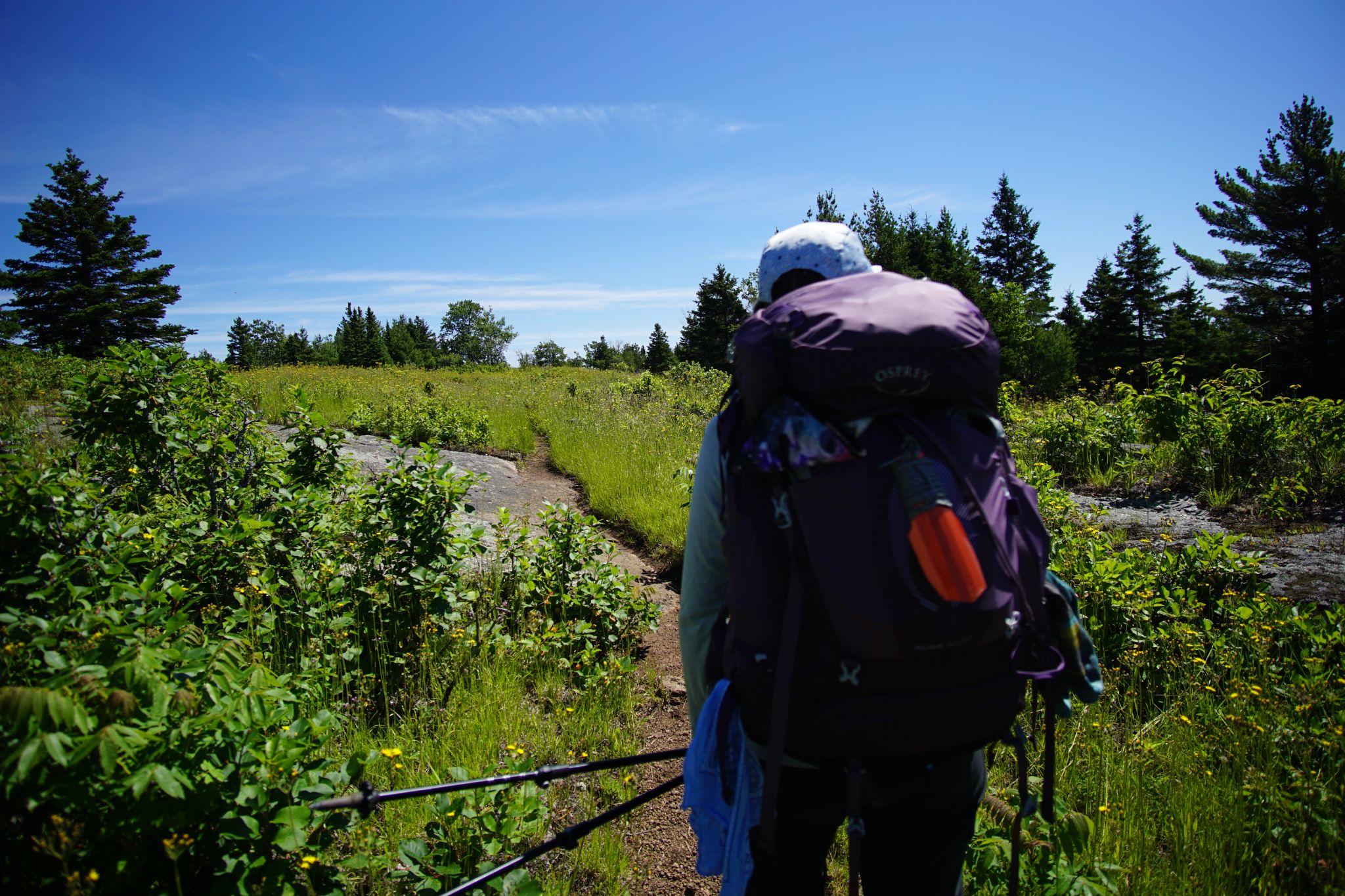 Greenstone Ridge Wildflowers