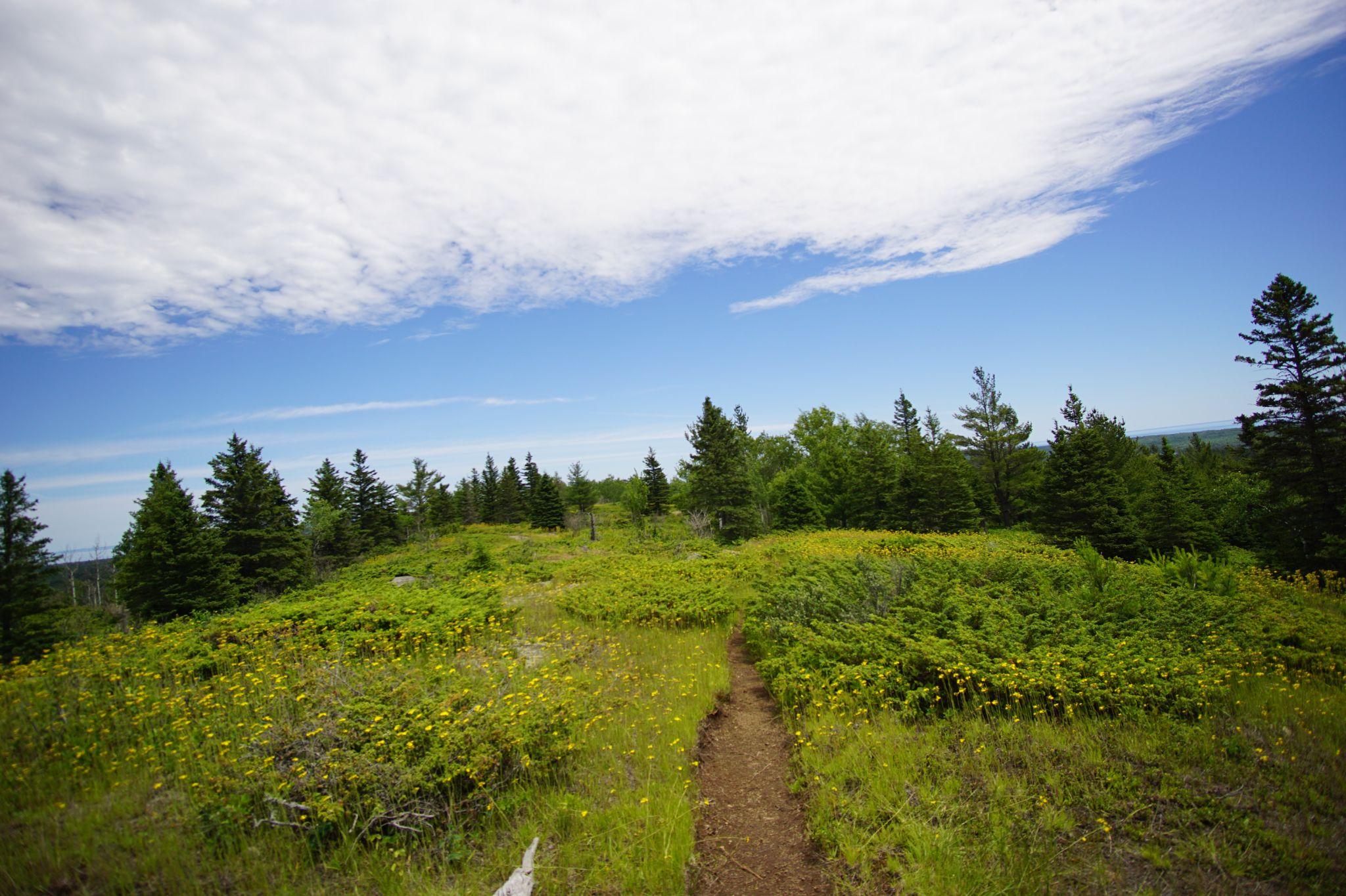 Greenstone Ridge with Packera Insulae-Regalis