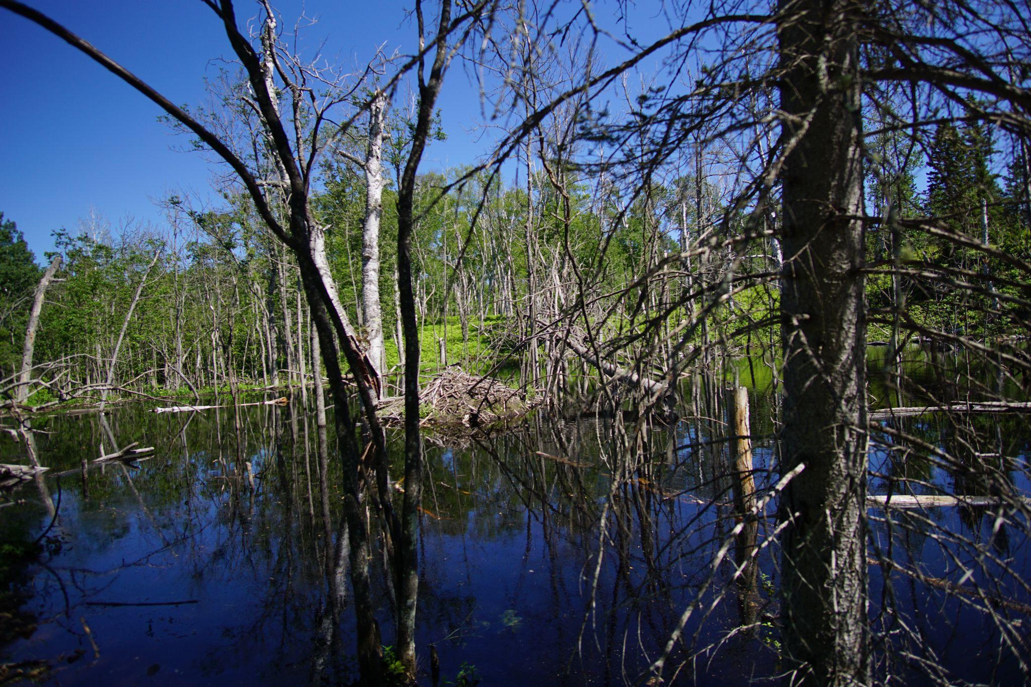 We headed inwards into the island where we came across a beaver dam.