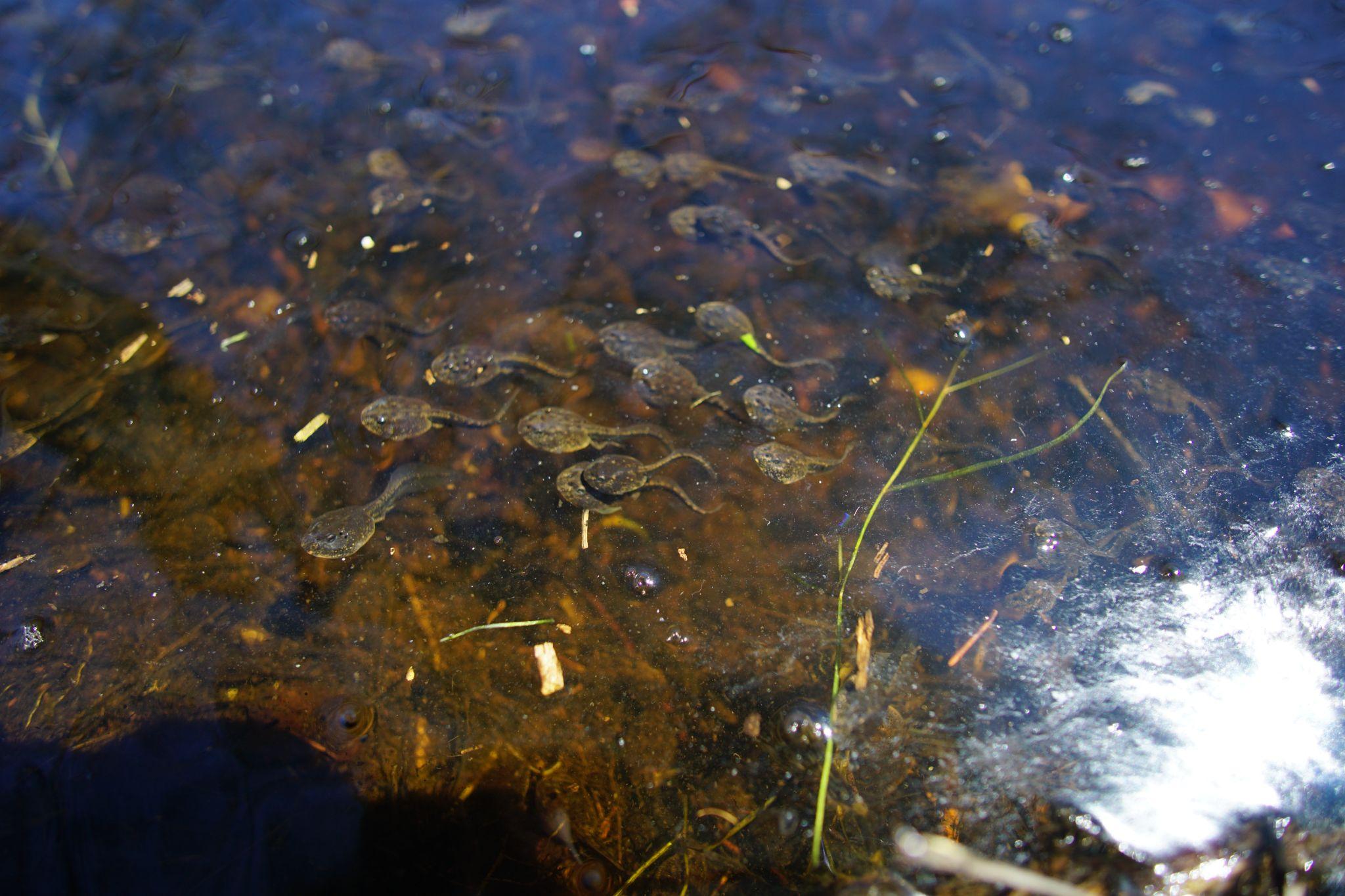 And thousands of minnows.