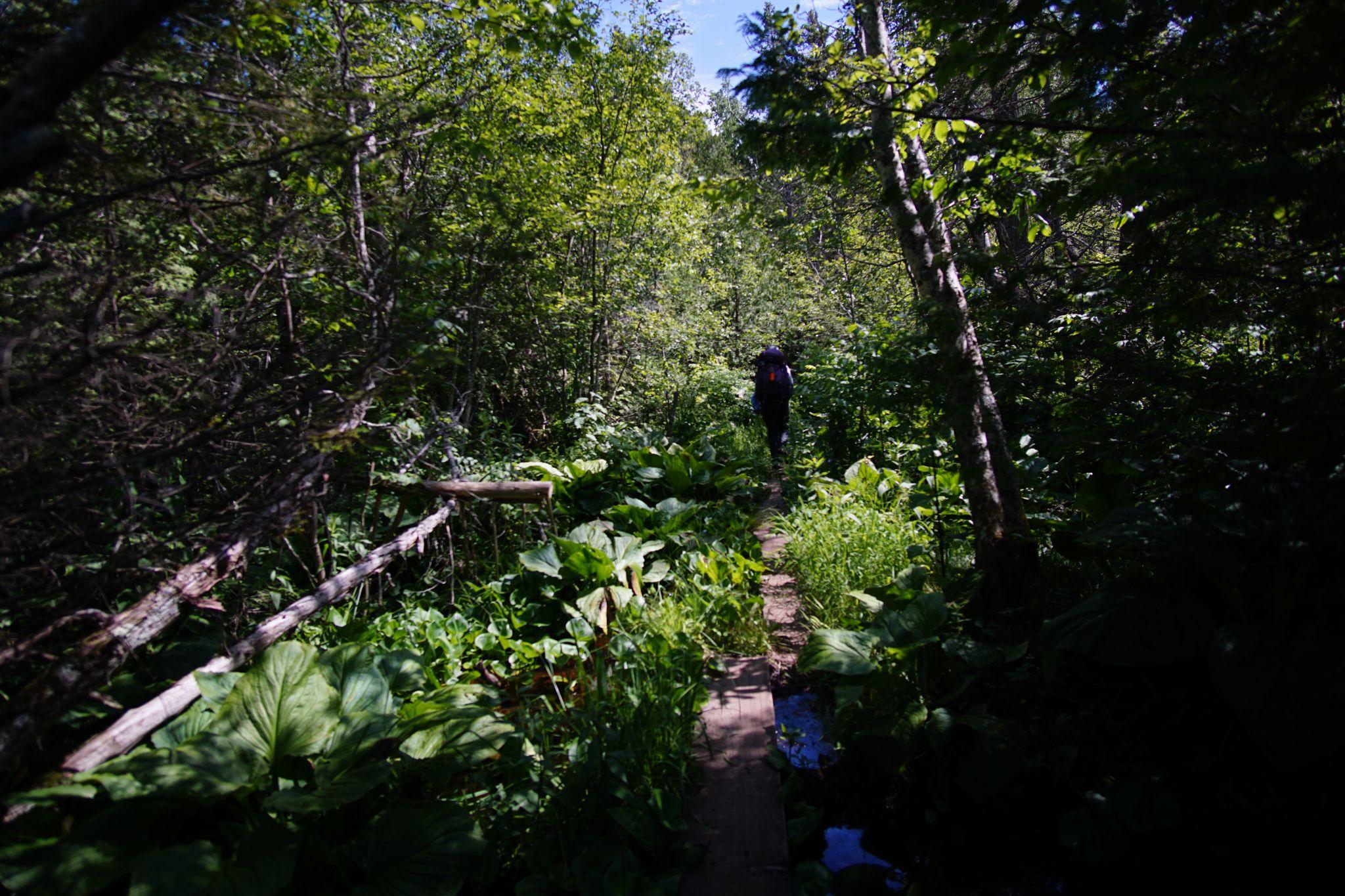 Miles of raised boardwalks carried usthrough a thick, wondrous swamp - my favorite ecosystem of the trip!